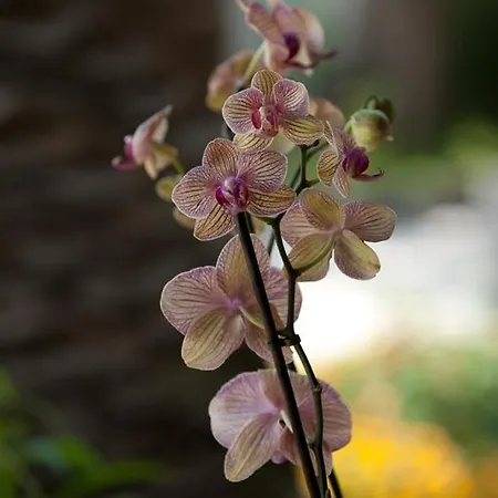 葡萄园公寓 Forio di Ischia