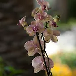 葡萄园公寓 Forio di Ischia